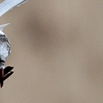 _MG_0413 mouette rieuse